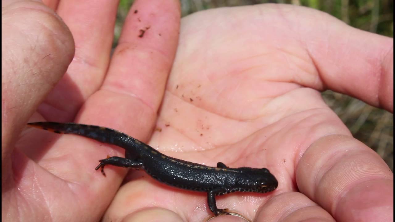 Ichthyosaura alpestris