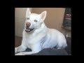Husky freaks out when he hears special word