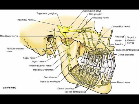 Anatomy of the Head & Neck: The Mandibular Nerve Lec 8 - YouTube