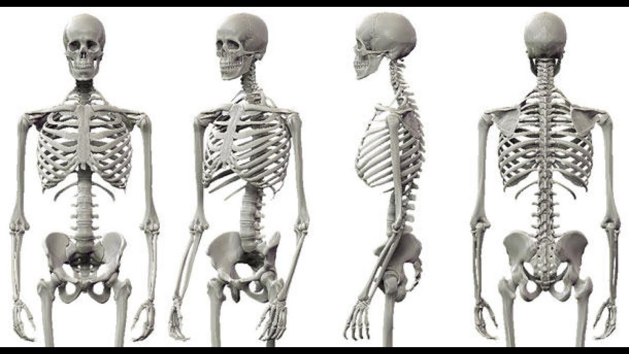 ازاى تميز العظمة اليمين والشمال