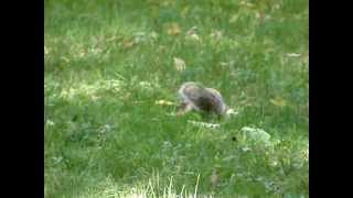 Gray Squirrel Foraging