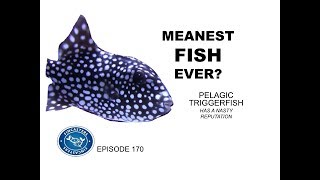 Pelagic Triggerfish is One Mean Fish Fincasters Episode 170