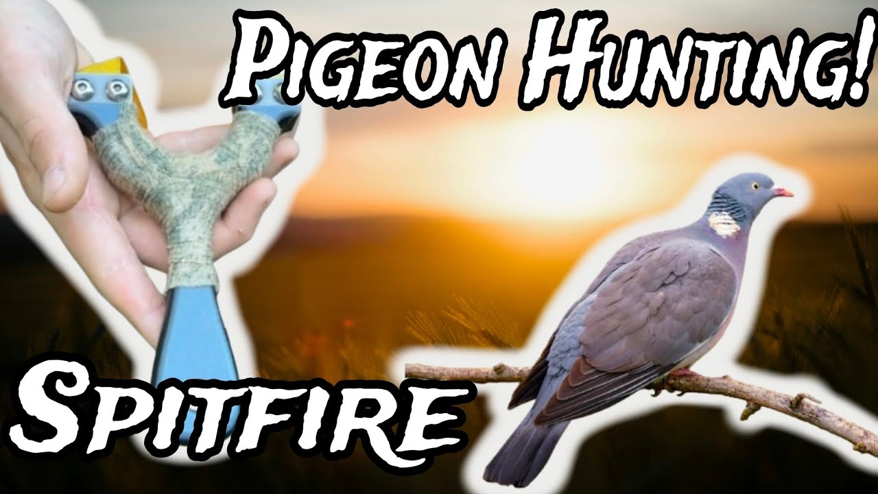 Original Spifire Pigeon Hunting | Catapult Slingshot Hunting Footage ...