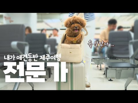 <strong>엄빠</strong> 쫒아다니다, 제주도 애견동반여행 전문 강아지가 되어버린 애교둥이 강아지. 제주여행 댓글에 뭐든 다 물어보세요ㅋㅋㅋ(ep.10) 애견동반 꼬니 제주도 2번째 여행기 JEJU