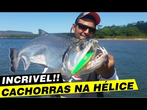 Vídeo: Cachorro - Assistente De Pesca