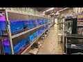 Huge fish store tour  fish for africa