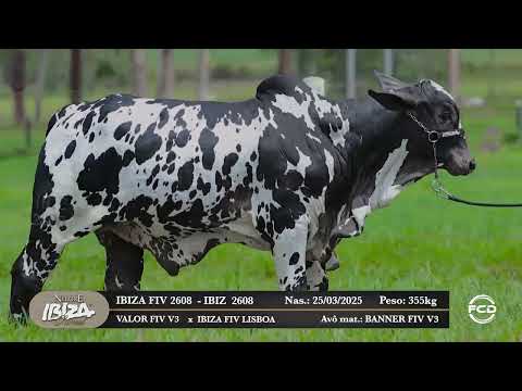 Lote 142 - IBIZ  2608