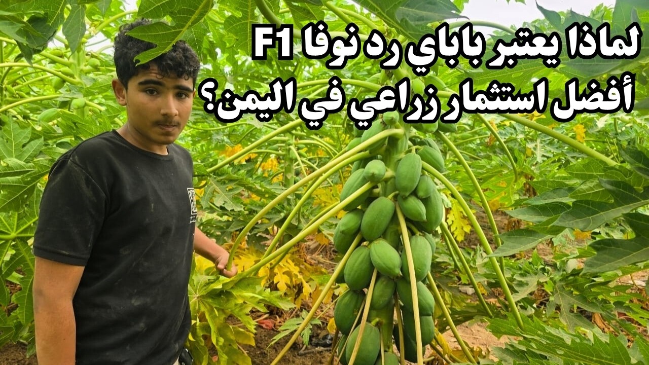 لماذا يعتبر باباي 'رد نوفا F1' أفضل استثمار زراعي في اليمن؟