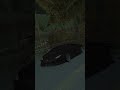 SHARE!! MOD GTA SA ANDROID LAMBORGHINI HURACAN CUSTOM STANCE Dff only