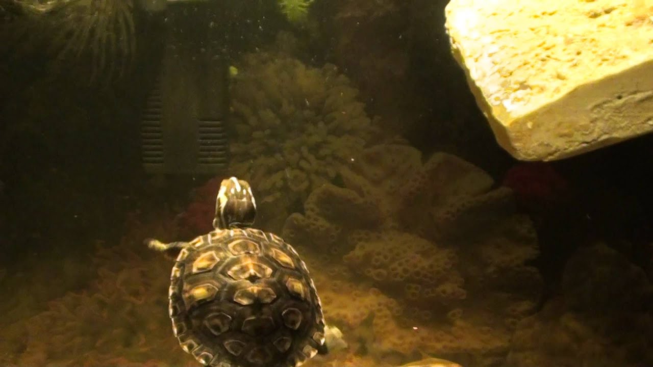 Turtle Trachemys scripta troostii - Żółw Żółtolicy i jego szybka kolacja :)