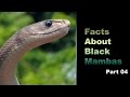 Facts About Black Mambas 04