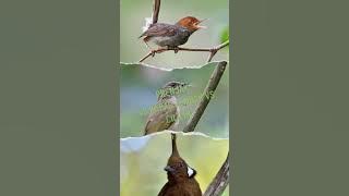 MASTERAN DASYAT BURUNG JUARA PRENJAK VS KAPAS TEMBAK VS CILILIN