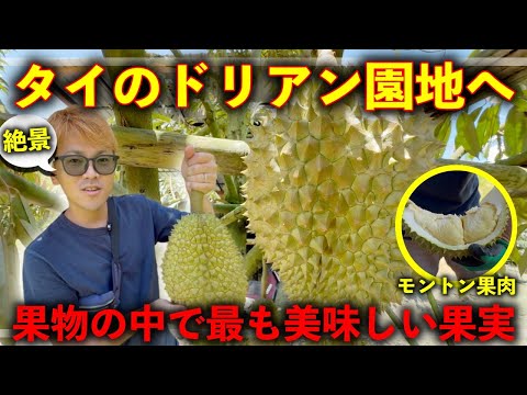 感動！】世界一美味い果実「ドリアン」を作るタイの生産園地へ