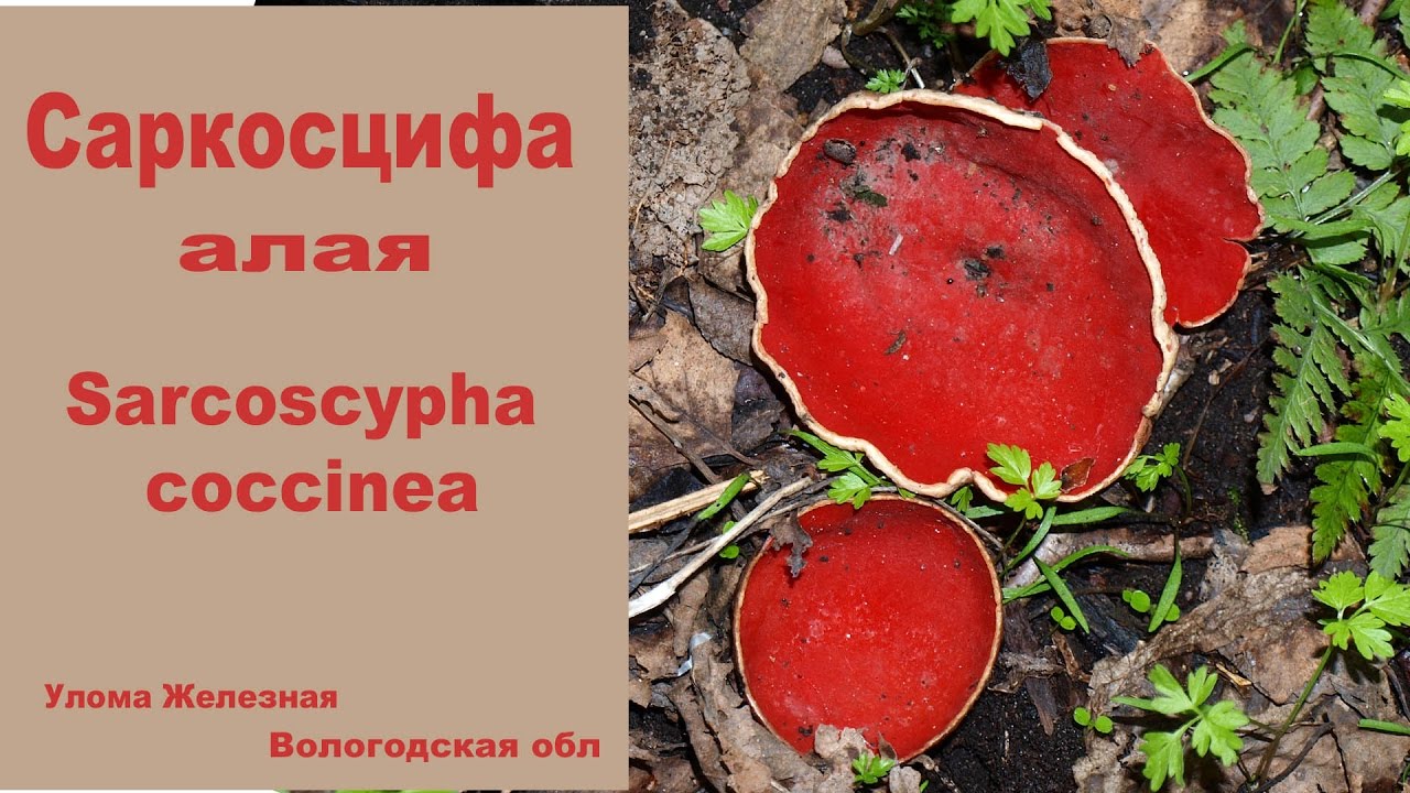 Первый весенний гриб - Саркосцифа ярко-красная. - YouTube