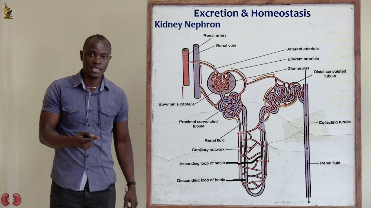 ⁣29. Nephron and Functions Biology Form 2