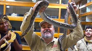 {World's First) The  COOLEST  Pythons ever Living The Dream