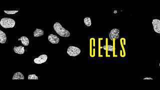 Zen Video For Relaxation During Exam Period Cells