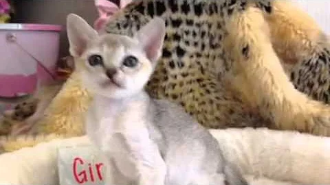 Video 10739011: smallest cat breed, singapura kitten, playful breed