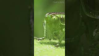 Кузнечик: Зелёный виртуоз 😉 #насекомые #природа #кузнечик