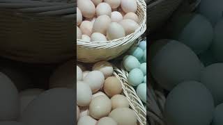 Maraming Klase Ng Itlog