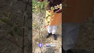 अमरुद की नई वैरायटी वेरीगेटेड अमरुद shorts viral organicfood