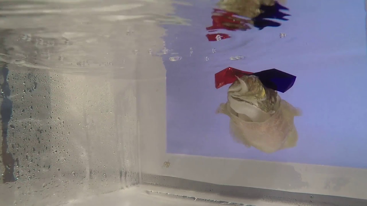 Cuttlefish 3D Glasses Vision Experiment – Method and Animal  Behavior
