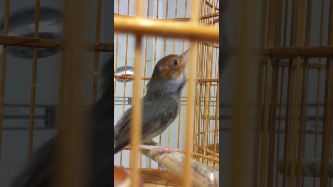 Ép giọng ak povik sâu đầu đỏ chuyền xanh . Bird red-headed worm