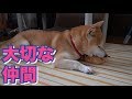 柴犬小春 母の顔?小さな仲間の毛づくろい