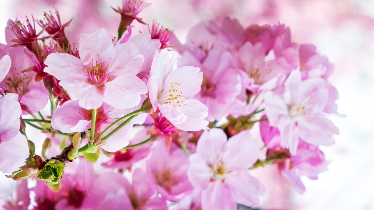 Cherry blossom отзывы. Somei Yoshino Сакура. Сакура шидаре Ешино. Сакура шидаре Ёшино. Пион Cun Song Ying / Muramatsu-Zakura.