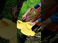 23 май 2026 г.Сярна гъба, Laetiporus sulphureus,два килограма,петдесет см. диаметър,Казанка.