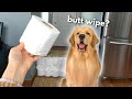 My Dog Reacts to the Toilet Paper Challenge