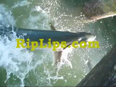 Tarpon Fly Fishing In The Lower Keys