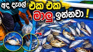🐟🦀 අද දැලේ එක එක මාලු ඉන්නවා! 🎣 #VillageLife #NetFishing #Seafood #CrabCatch #Fishing #OceanFishing