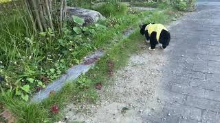 めしは食わない猫が意外なものを食っていた