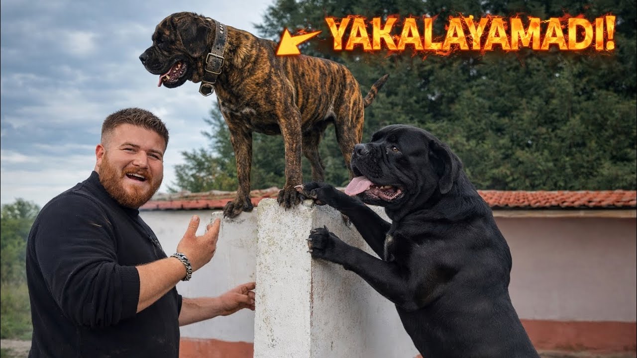 HEKTOR’A ŞOK DARBE! 😱 NORA EŞLEŞME SIRASINDA FİRAR ETTİ! 😂 (Cane Corso)