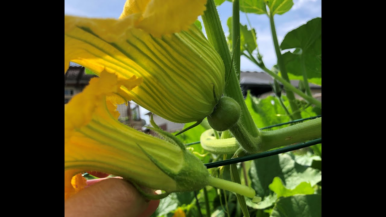 Squash Blossom Pollination 瓜花人工授粉 Youtube