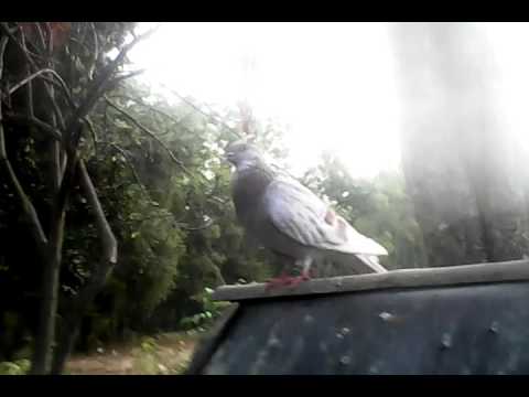  Burung  merpati  yang  bagus  dari  postur tubuhnya YouTube