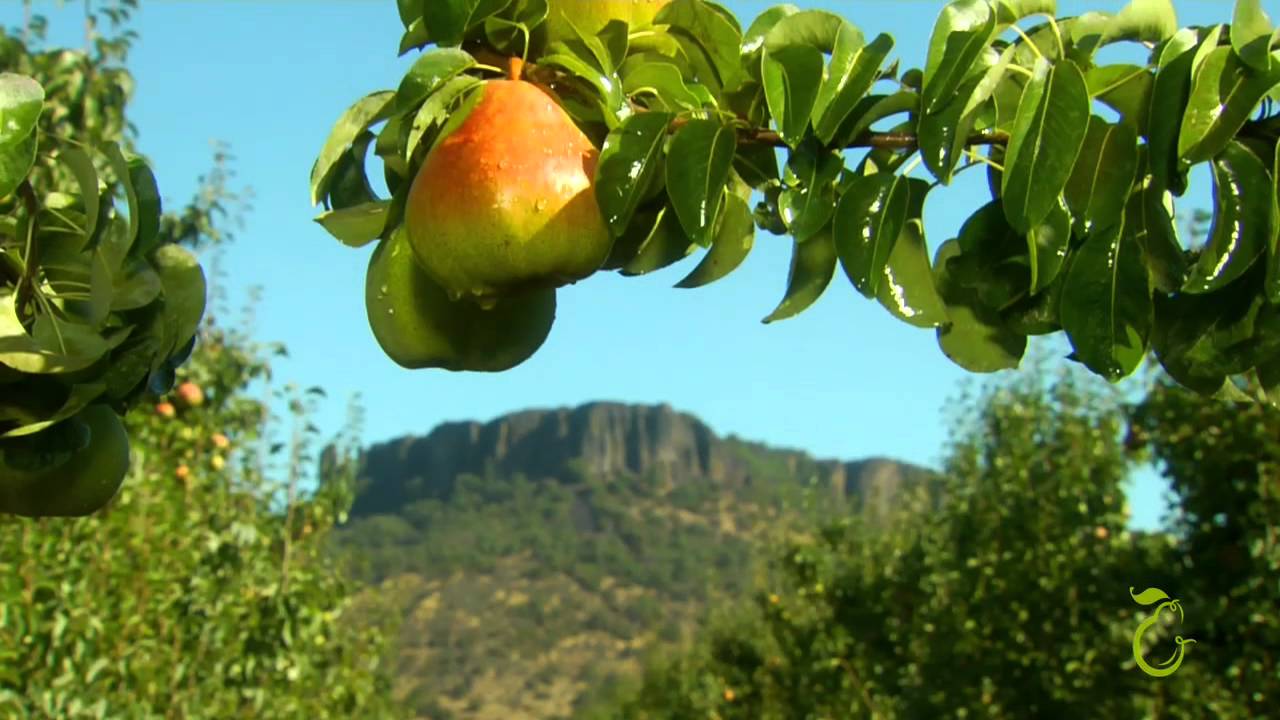 Comice Pears HUNGRY GERALD