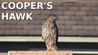 Cooper's Hawk close-up