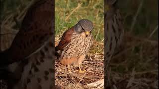 Kestrel Hunting - Mouse Escape #short  #shorts  #shortsvideo   #shortvideo   #kestrel #birdsofprey