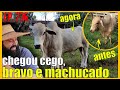 touro chegou cego, machucado e bravo // como está agora