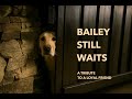 Bailey Still Waits — A Tribute to a Loyal Friend