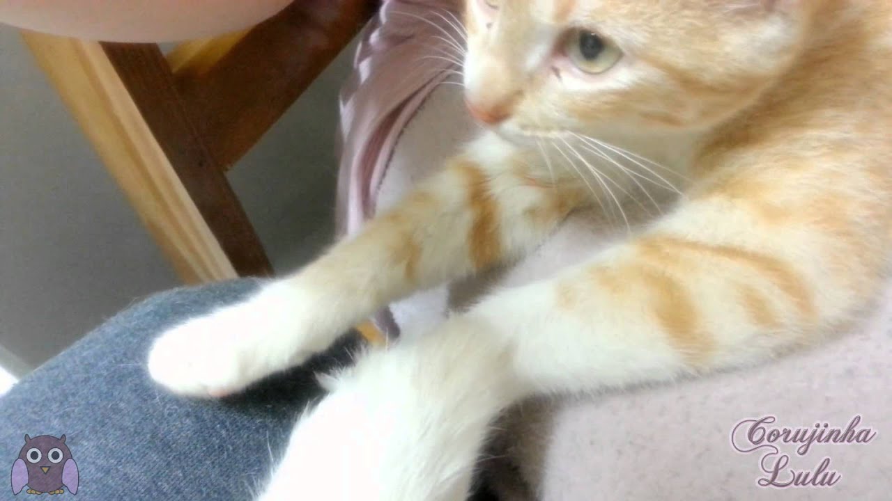 Primeiros Contatos Como C o E Gato Dog And Cat Together YouTube