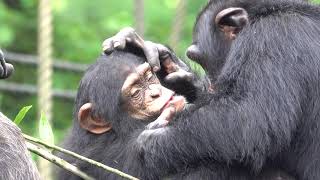 July 2021 Tama zoo chimps Baby Ibuki and Fubuki イブキと兄フブキ #WorldChimpanzeeDay