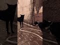 American bully dog ki video!! Short video viral video !! Sorry Gaya aaj video letho gyi hai 🥺