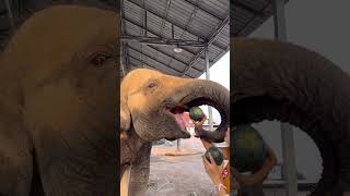 แตงโมยัดเข้าปากเมตตา Watermelon Stuffed Into Mercy's Mouth #มาแรง #ช้างแสนรู้ #Elephant