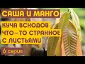 Куча новых всходов, масштабная пересадка, что то странное с листьями. 6 серия.