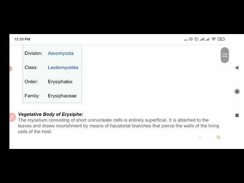 erisyphe 1
