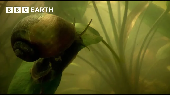 Giant Snail Uses "Snorkel" to Breathe Underwater | How Nature Works | BBC Earth Kids