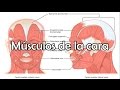 Los músculos de la cara, músculos faciales - Anatomía de la cabeza